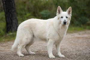 White Swiss Shepherd Dog — senior