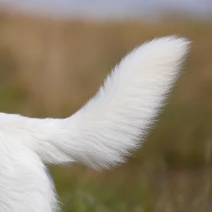 White Swiss Shepherd Dog — tail