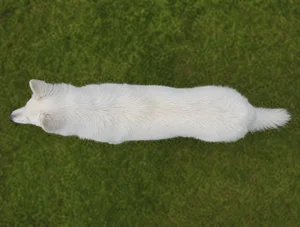 White Swiss Shepherd Dog — top