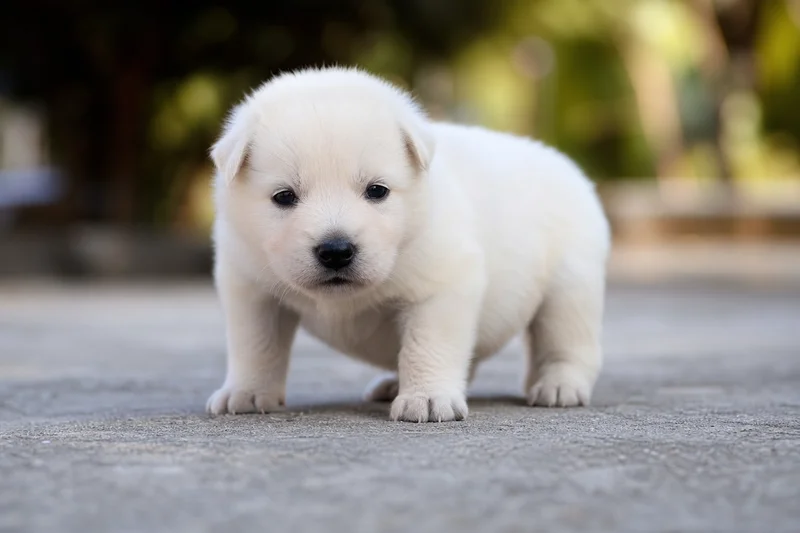 White Swiss Shepherd Dog — young puppy (~1 mo)