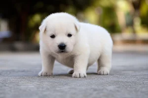 White Swiss Shepherd Dog — young puppy (~1 mo)