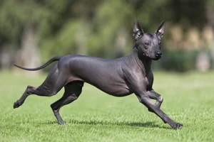 Xoloitzcuintli — running