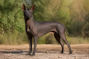 Xoloitzcuintli — adult