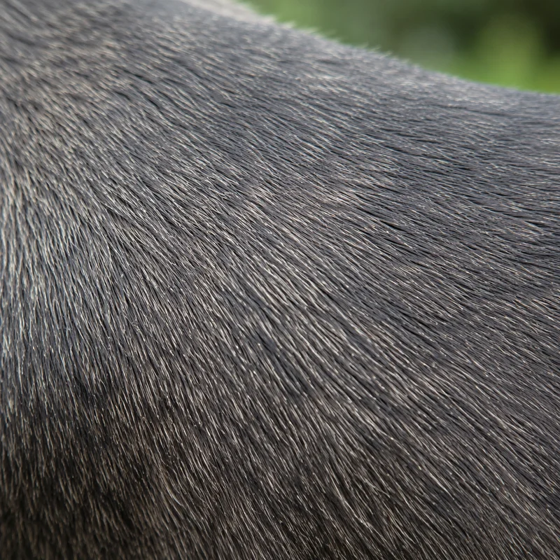 Xoloitzcuintli — coat texture