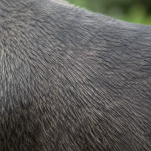 Xoloitzcuintli — coat texture