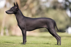 Xoloitzcuintli — Black coat