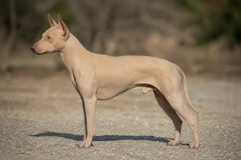Xoloitzcuintli — blonde coat