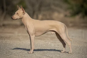 Xoloitzcuintli — blonde coat