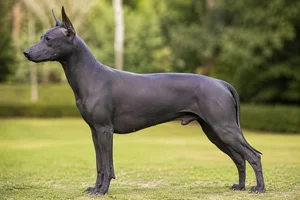 Xoloitzcuintli — gray-black coat