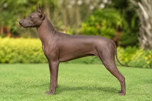 Xoloitzcuintli — liver coat
