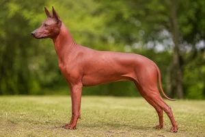 Xoloitzcuintli — red coat