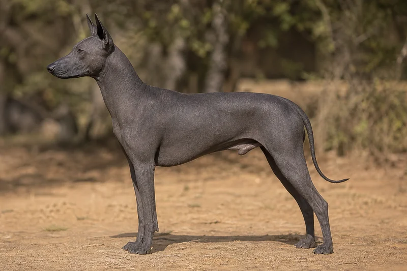 Xoloitzcuintli — slate coat