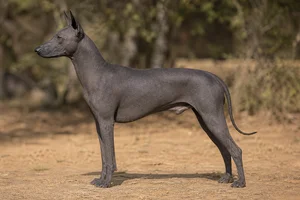 Xoloitzcuintli — slate coat