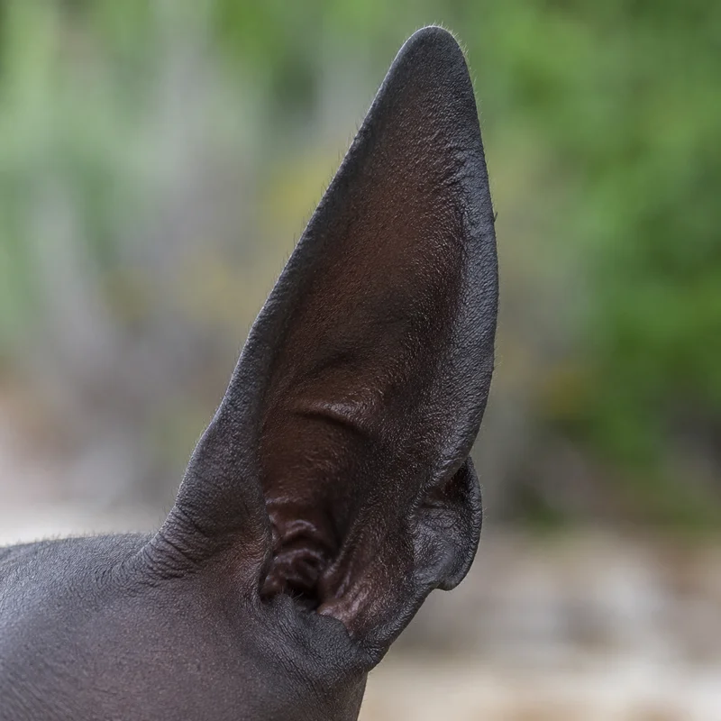Xoloitzcuintli — ears