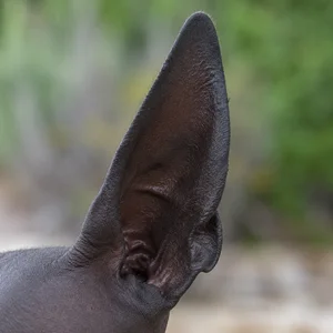 Xoloitzcuintli — ears
