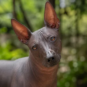 Xoloitzcuintli — alert
