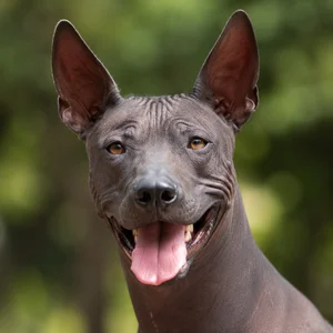 Xoloitzcuintli — happy