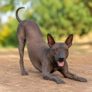Xoloitzcuintli — playful