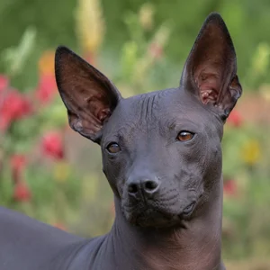 Xoloitzcuintli — relaxed