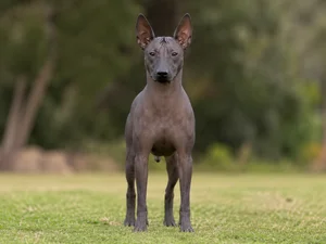 Xoloitzcuintli — front