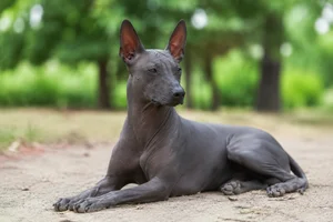 Xoloitzcuintli — lying down