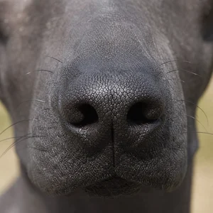 Xoloitzcuintli — nose