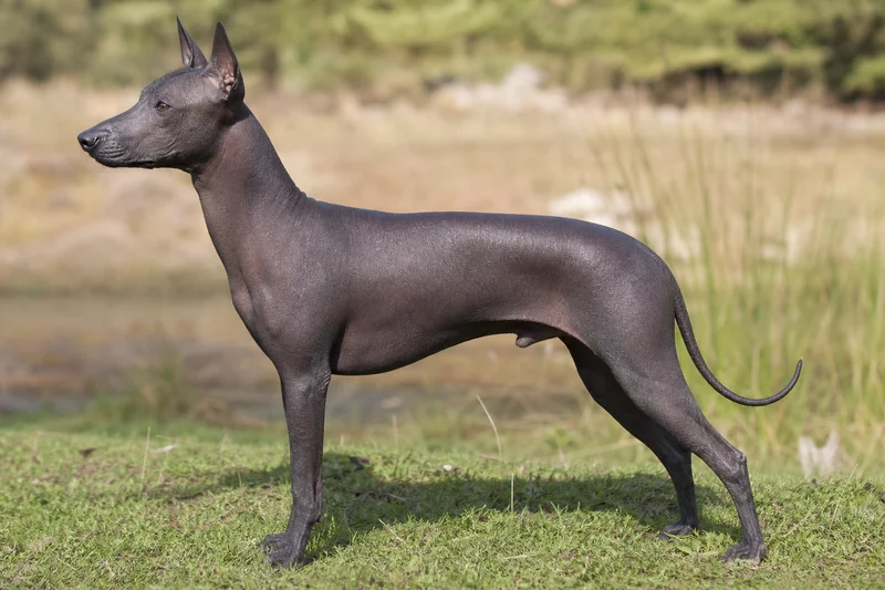 Xoloitzcuintli — side