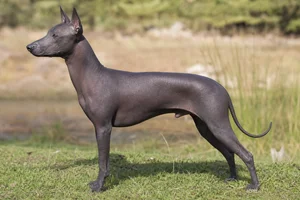 Xoloitzcuintli dog
