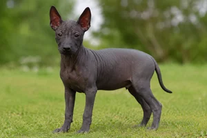 Xoloitzcuintli — puppy (~4 mo)