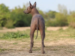 Xoloitzcuintli — rear
