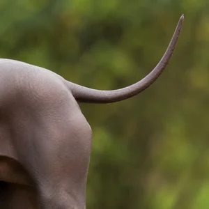 Xoloitzcuintli — tail