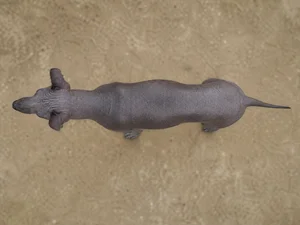 Xoloitzcuintli — top