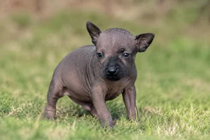 Xoloitzcuintli — young puppy (~1 mo)