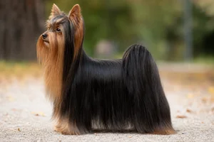 Yorkshire Terrier — Black and tan coat