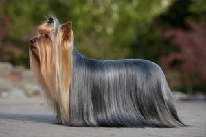 Yorkshire Terrier — Blue and gold coat