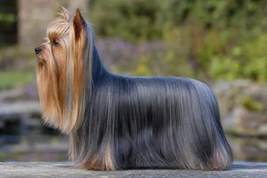 Yorkshire Terrier — Blue and tan coat