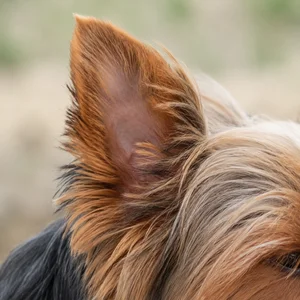 Yorkshire Terrier — ears