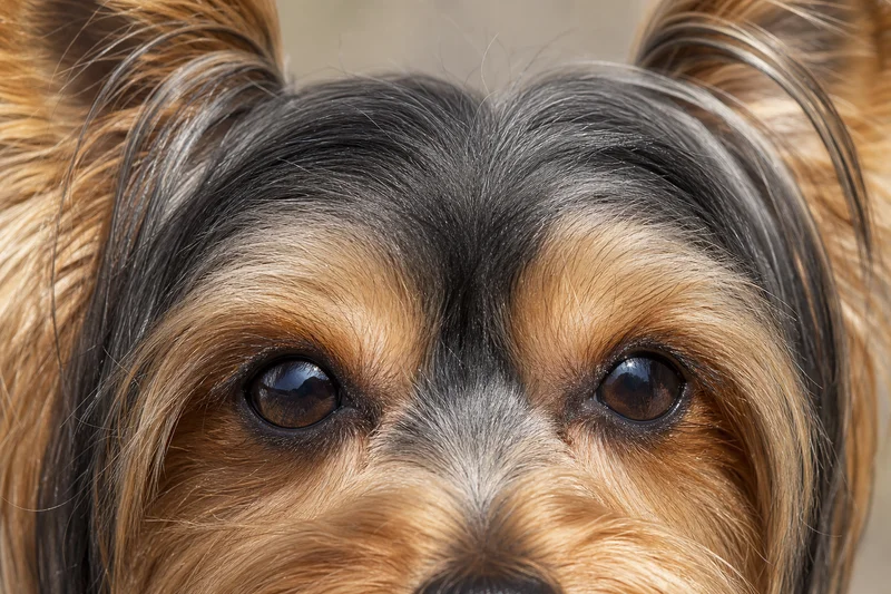 Yorkshire Terrier — eyes