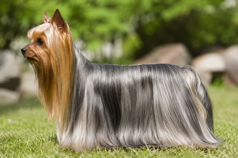 Yorkshire Terrier — side