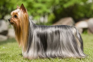 Yorkshire Terrier dog