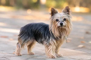 Yorkshire Terrier — senior