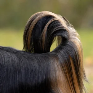 Yorkshire Terrier — tail