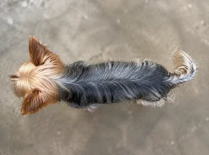 Yorkshire Terrier — top