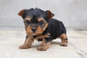 Yorkshire Terrier — young puppy (~1 mo)