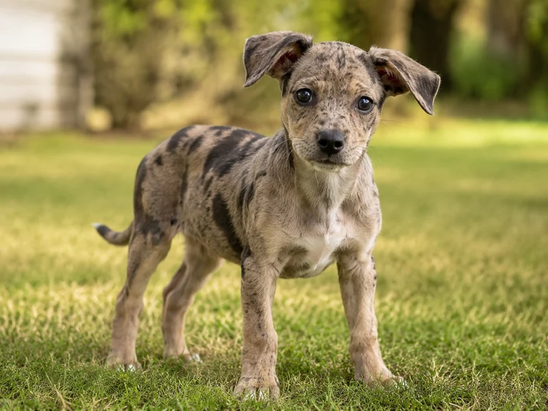 Great Dane Chihuahua Mix Puppies illustrative mixed-breed example