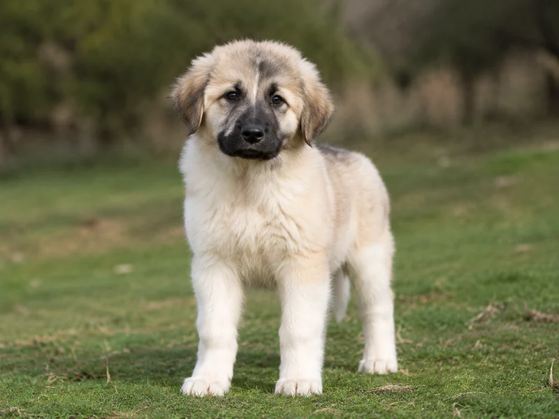 Great Pyrenees German Shepherd Mix Puppies illustrative mixed-breed example