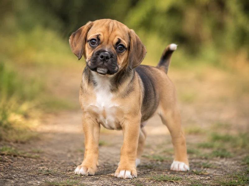 Puggle Puppies illustrative mixed-breed example